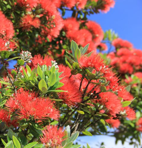 Pohutukawa photo: Dreamland Design