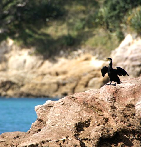 Shag photo: Dreamland Design